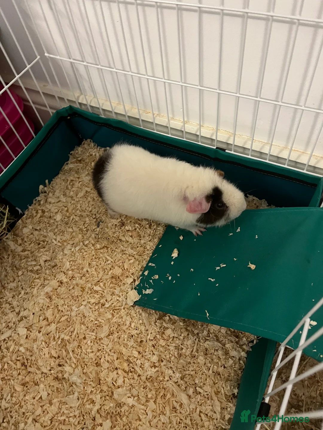 Guinea Pig rodents for sale: Teddy Male Guinea pigs plus cage and accessories  - Advert 5