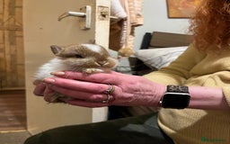 Netherland Dwarf rabbits for sale: Netherland Dwarf / Minilop - Image 1
