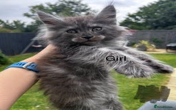 Maine Coon cats for sale: Maine coon kittens  - Image 1