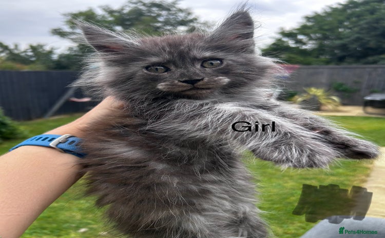 Maine Coon cats - Advert 8
