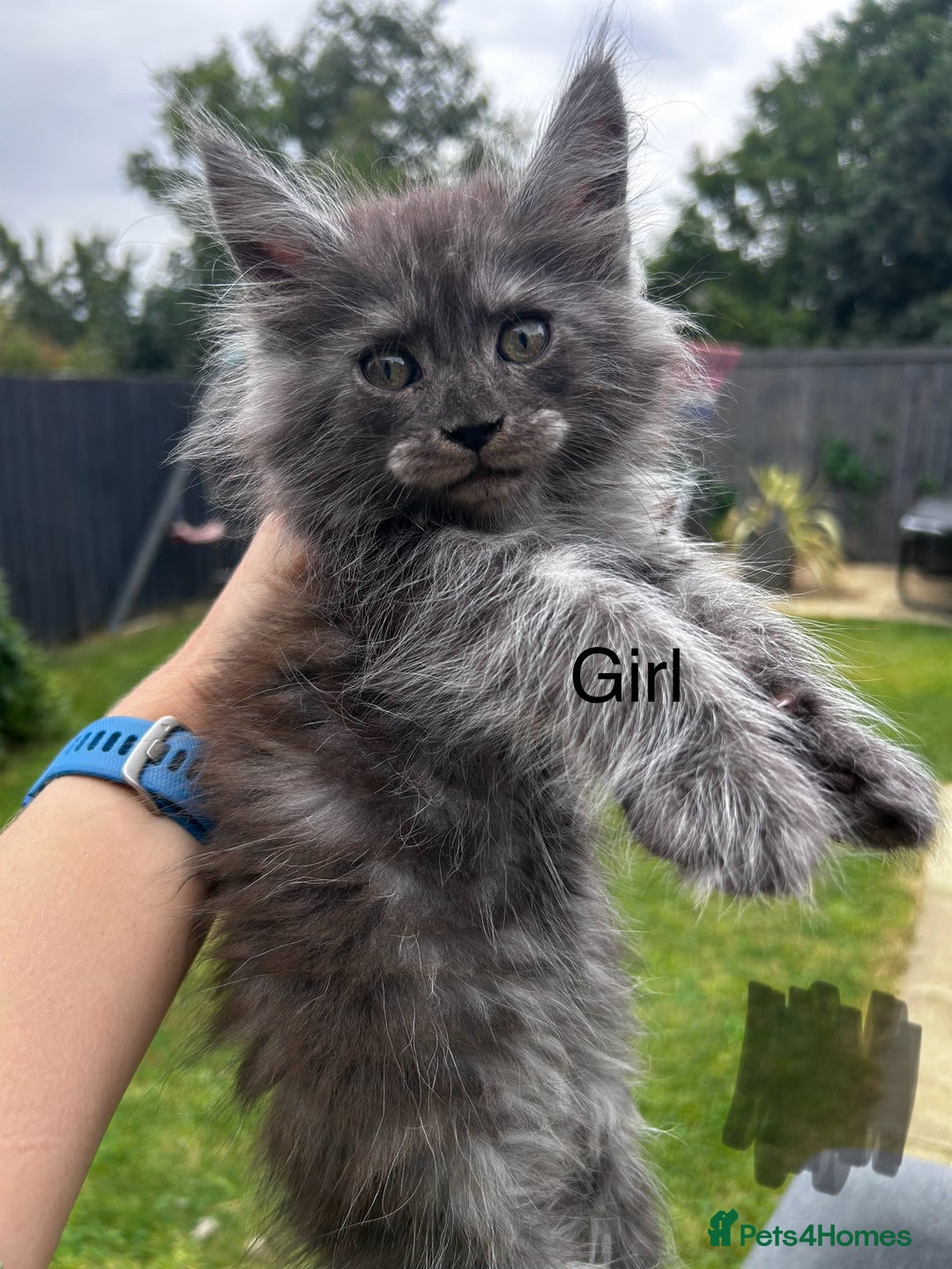 Maine Coon cats for sale: Maine coon kittens  - Image 1