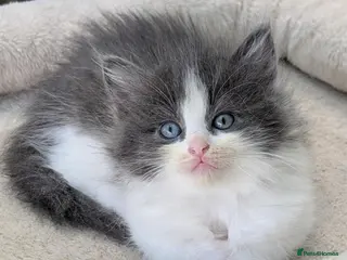 Ragdoll cats Ragdoll - Advert 5