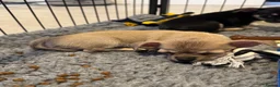 Chihuahua dogs for sale: Gorgeous Rare Pure Chihuahua Puppies - Advert 8