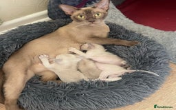 Burmese cats for sale: GCCF-Home raised-BurmeseKittens ready beg January - Image 1