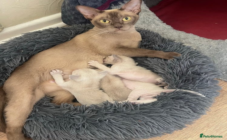 Burmese cats - Advert 1