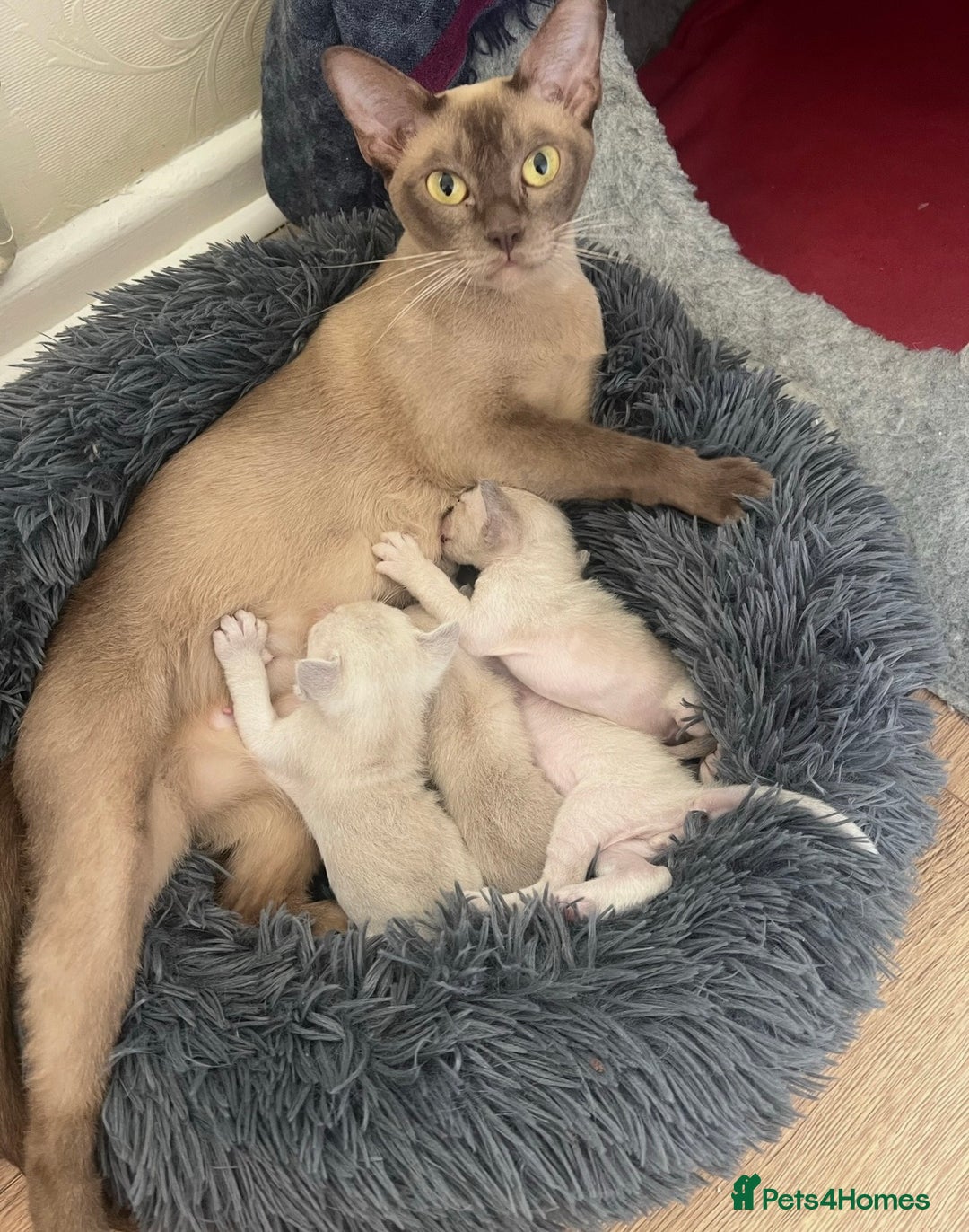 Burmese cats for sale: GCCF-Home raised-BurmeseKittens ready beg January - Image 1