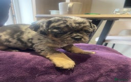 Pug dogs for sale: Merle pugs  - Advert 7