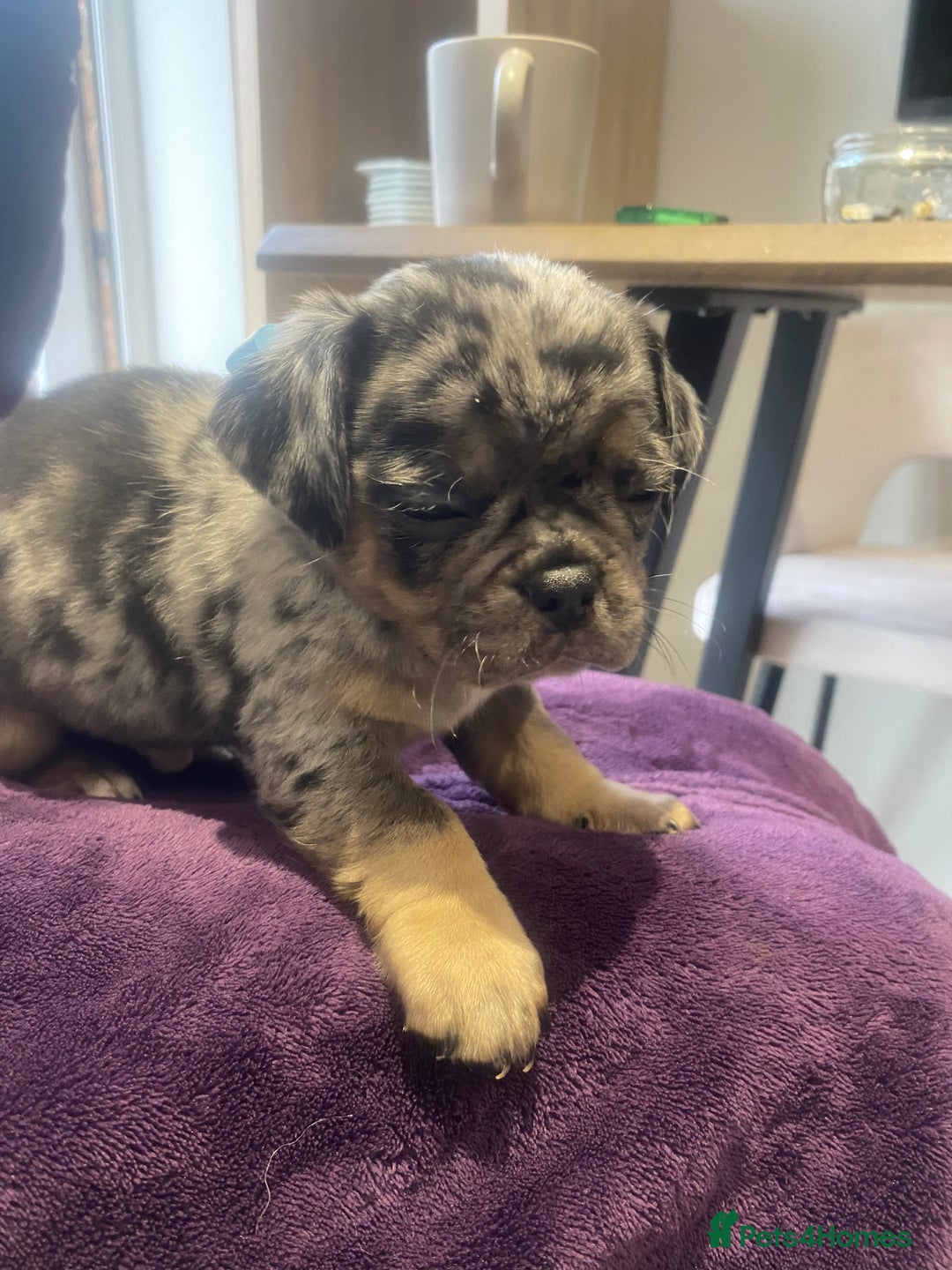 Pug dogs for sale: Merle pugs  - Advert 7