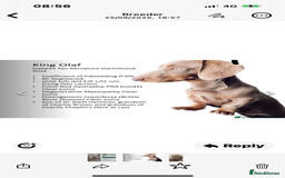 Miniature Dachshund dogs for sale: Miniature Dachshund Puppies - Image 2