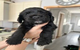 Cocker Spaniel dogs for sale: Cocker spaniels - Image 15