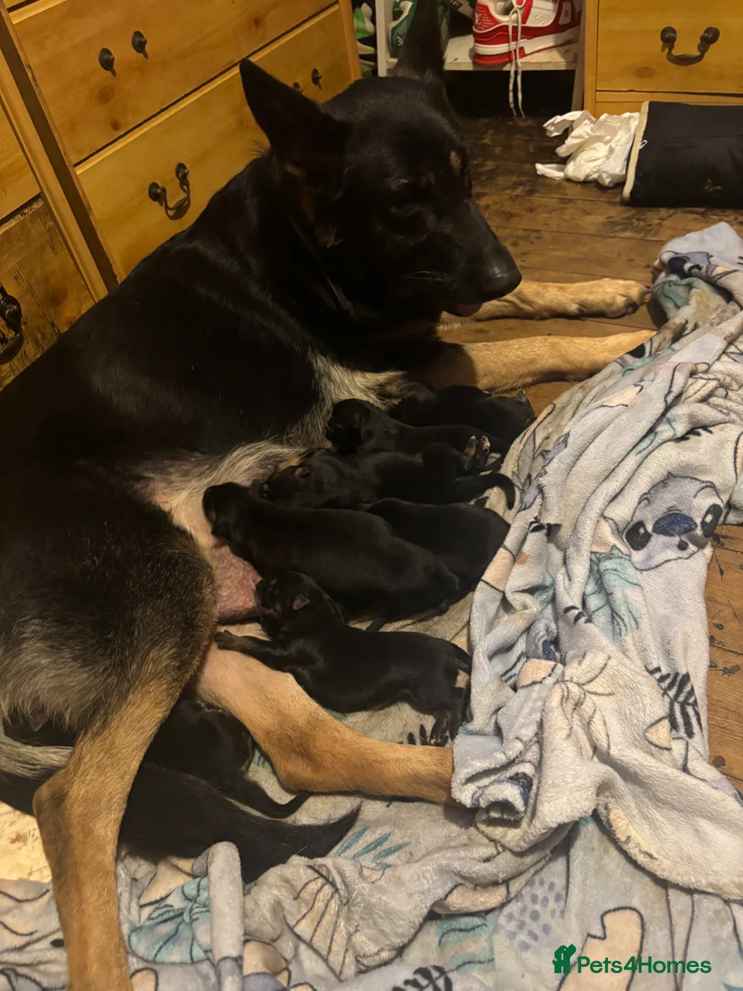 German Shepherd dogs for sale: German shepherd  - Advert 1