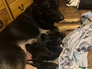 German Shepherd dogs German shepherd - Advert 2