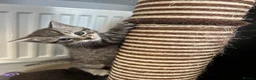 Bengal cats for sale: Bengal x Maine coone kittens - Advert 14