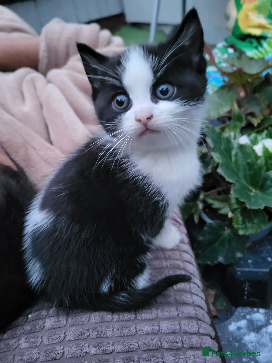 Mixed Breed cats for sale: Beautiful kitten  - Advert 4