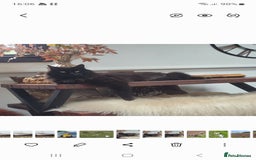 Maine Coon cats for sale: 5 year old MC to re rehomed - Image 7