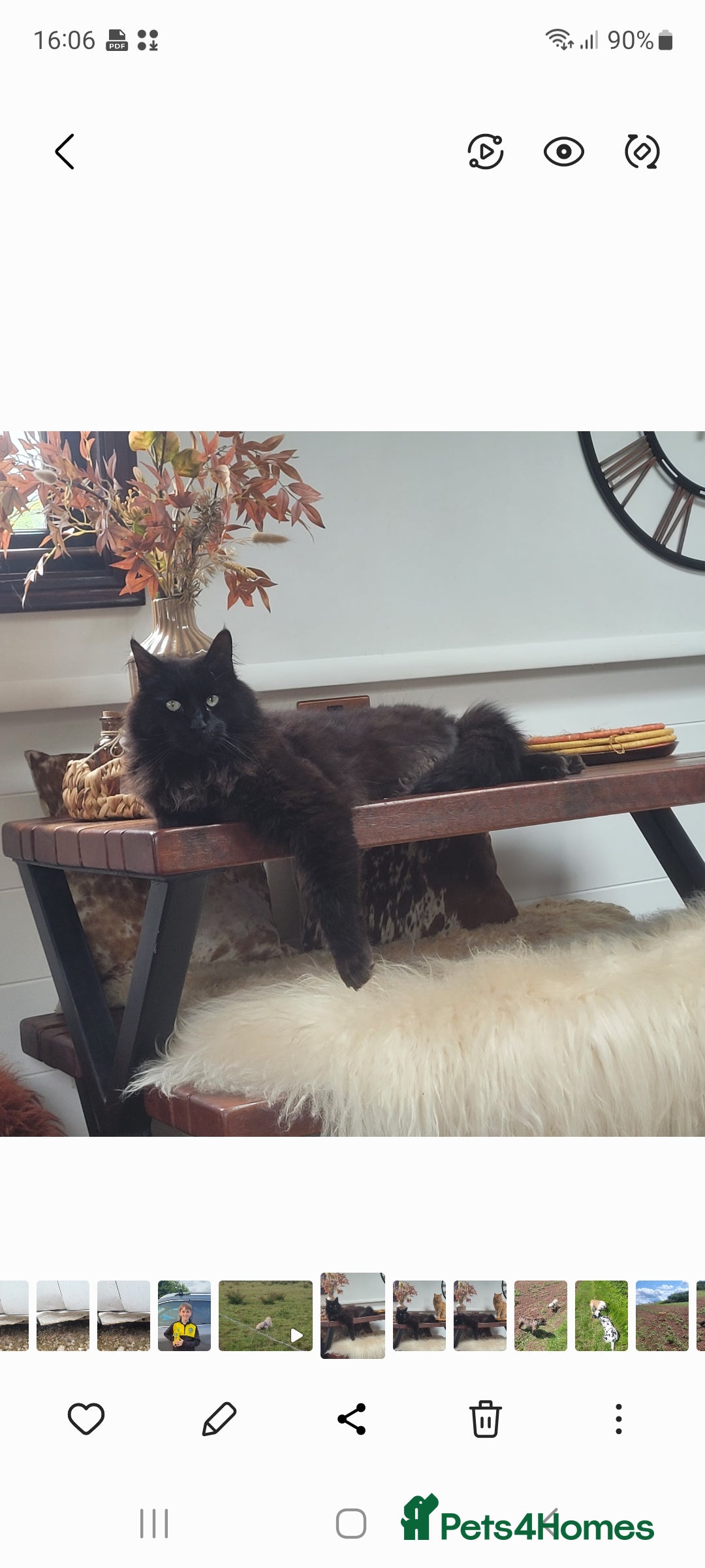 Maine Coon cats for sale: 5 year old MC to re rehomed - Image 7