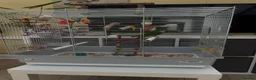 Conures birds for sale: Baby Green Cheek Conure and Brand New Cage - Advert 4