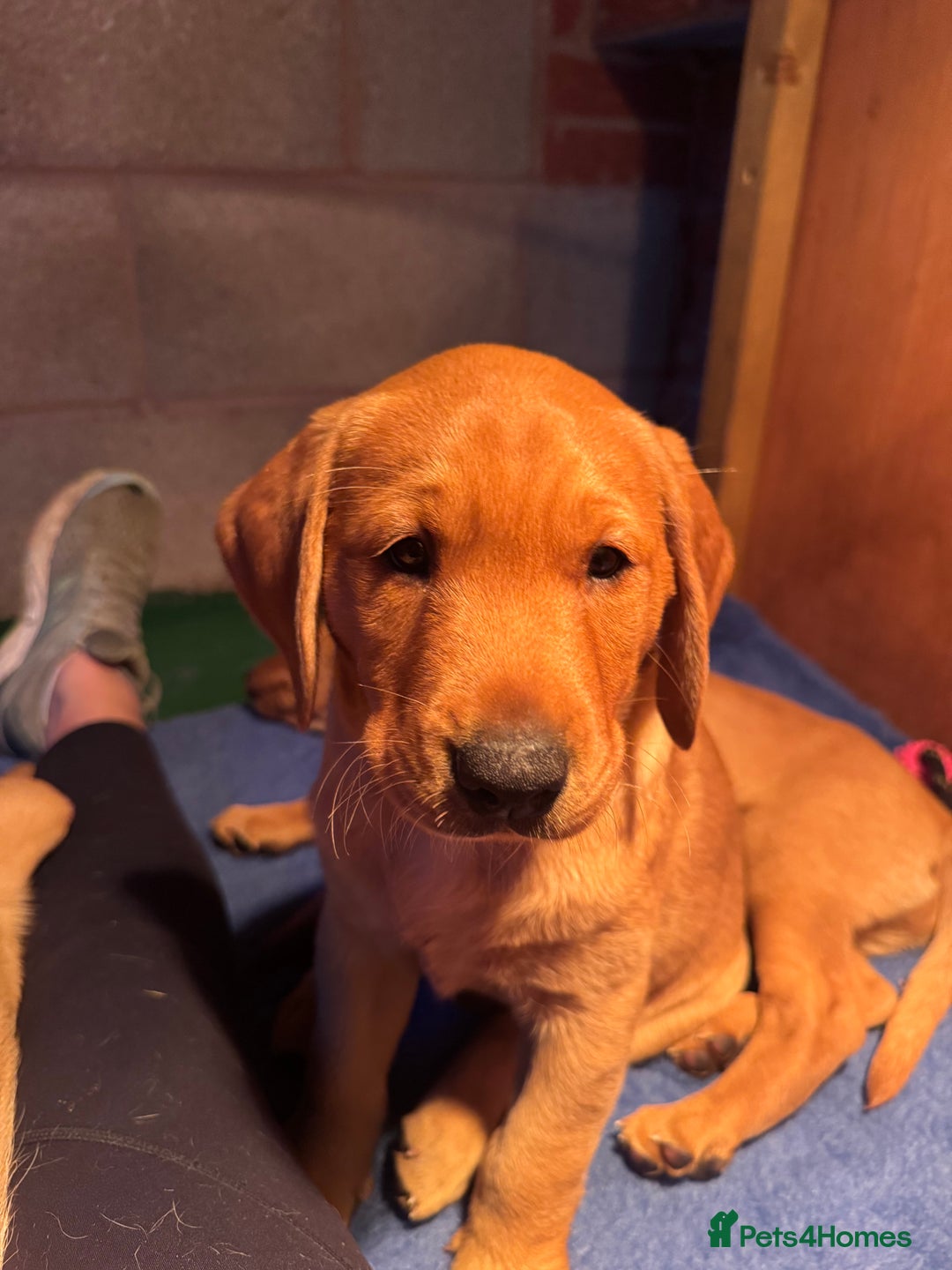 Labrador Retriever dogs for sale: Labrador Retriever Puppies - Image 5