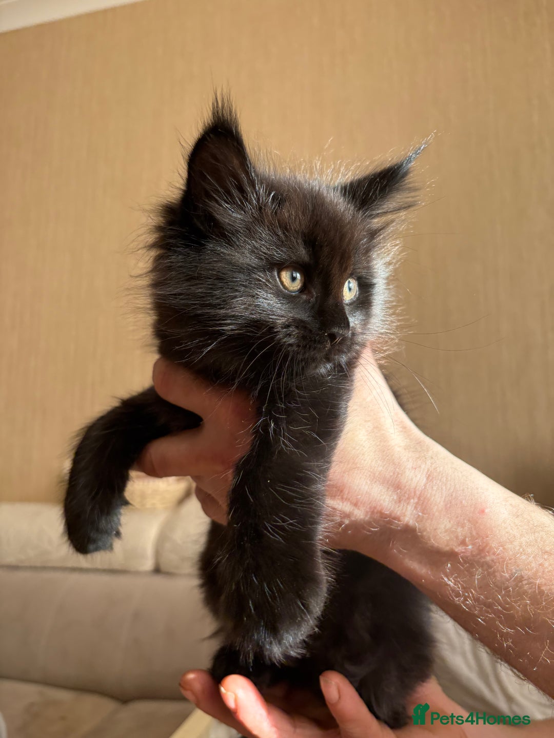 Maine Coon cats for sale: Maine Coon Kittens — Fluffy, Friendly - Advert 2