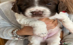 English Springer Spaniel dogs for sale: KC Registered English Springer Spaniel Puppies - Image 1