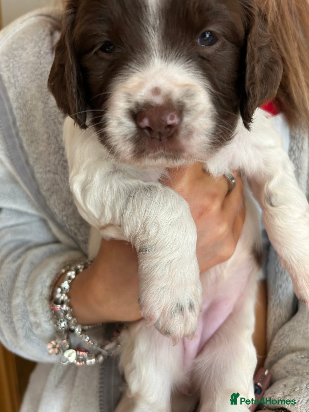 English Springer Spaniel dogs for sale: KC Registered English Springer Spaniel Puppies - Image 1