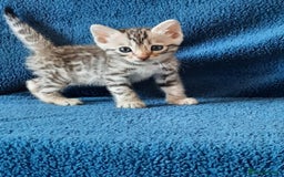 Bengal cats for sale: STUNNING GLITTER PELTED TICA REG BENGAL KITTENS - Image 16