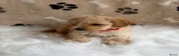 Maltipoo dogs for sale: ** 6 Maltipoo puppies** - Advert 10