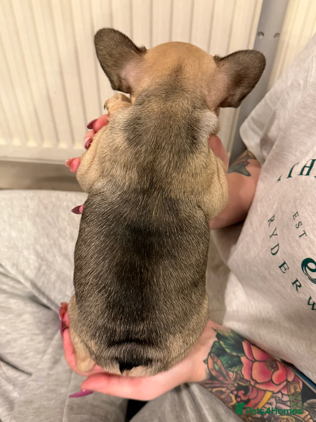 French Bulldog dogs for sale: Multiple colour litters coming in spring 🐶  - Advert 9