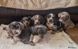 Miniature Dachshund dogs for sale: Stunning KC Registered Miniature Dashound  - Image 5