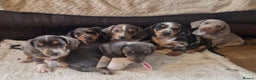 Miniature Dachshund dogs for sale: Stunning KC Registered Miniature Dashound  - Advert 10