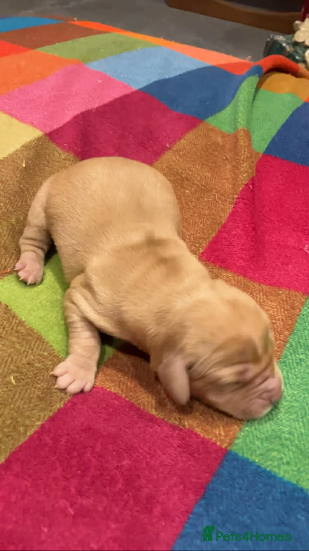 Mixed Breed dogs for sale: Goldendoodle Puppies 6 girls 3 boys - Advert 12