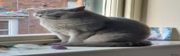 British Shorthair cats for sale: Breeding Queen pure blood British Shorthair in Cardigan - Advert 8