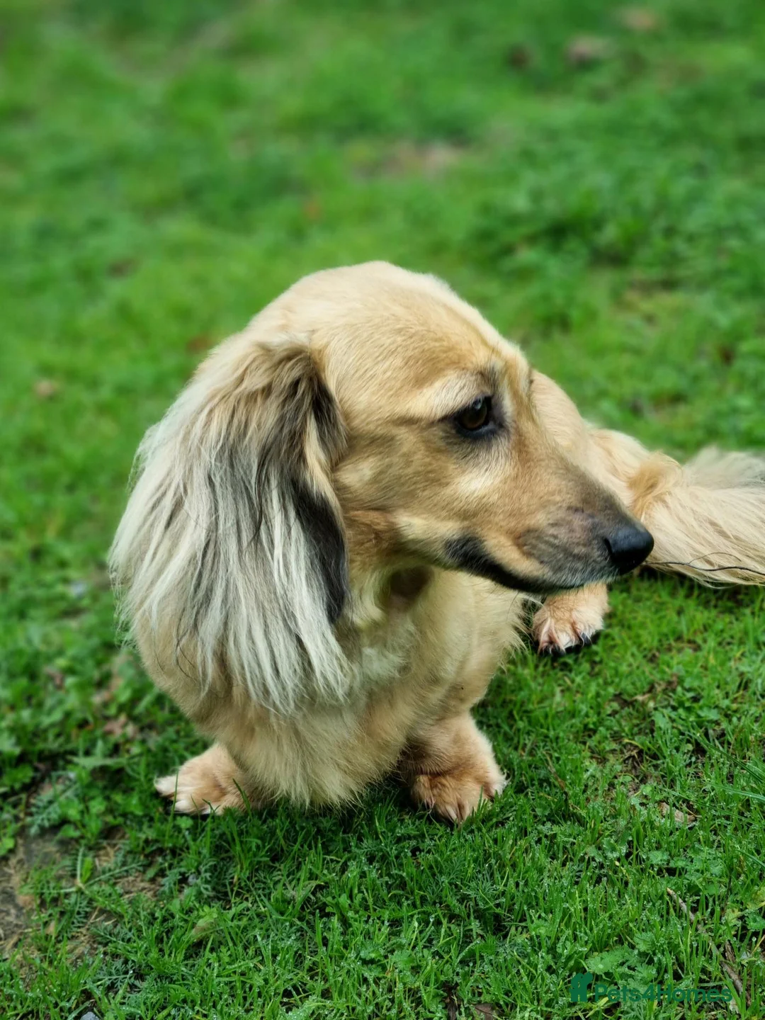 Miniature Dachshund dogs for sale: Cuddly chap needs a Country home.  - Advert 5
