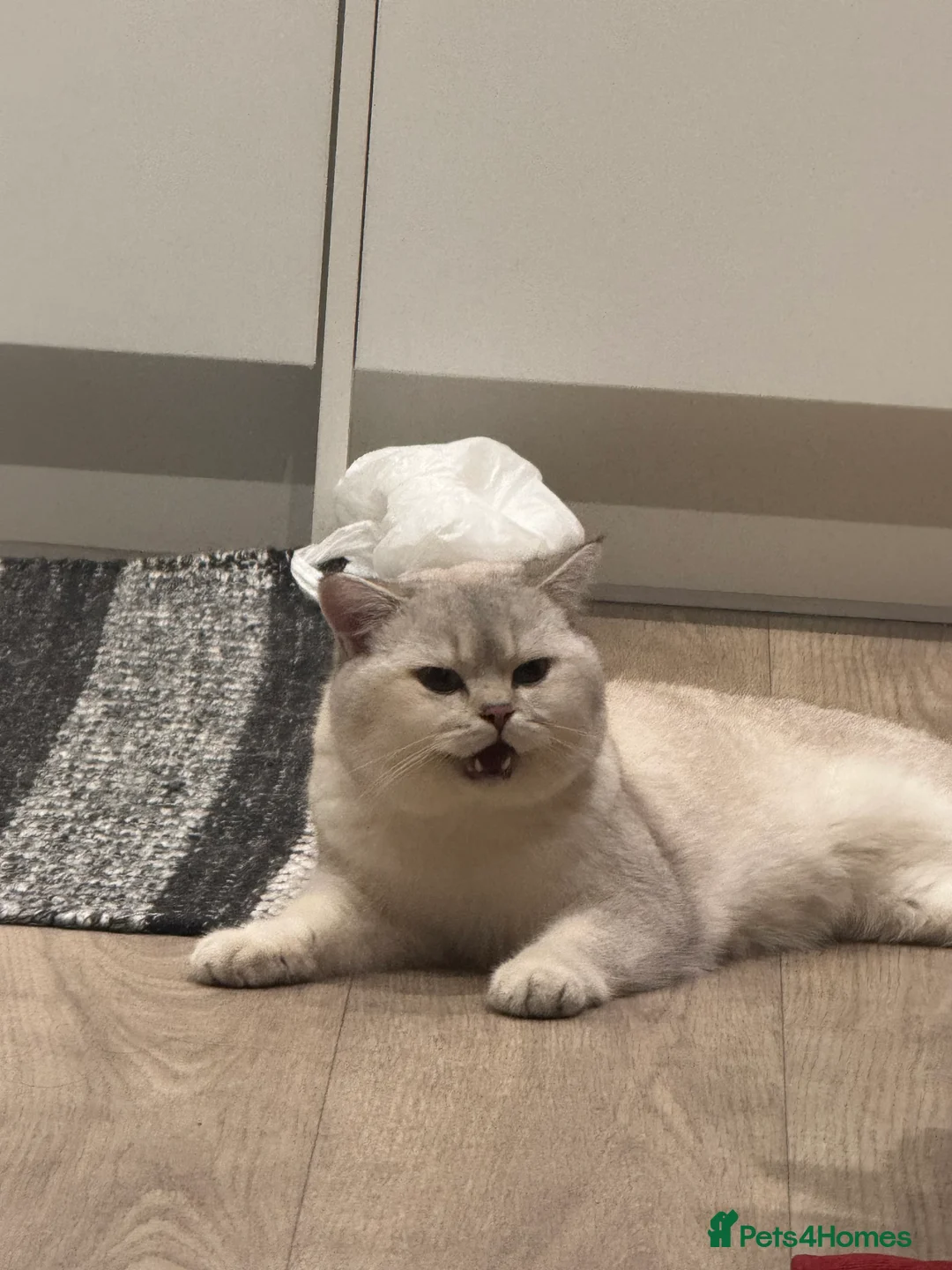 British Shorthair cats for stud: Casper baby up for his fatherly duties  in Hounslow - Advert 7