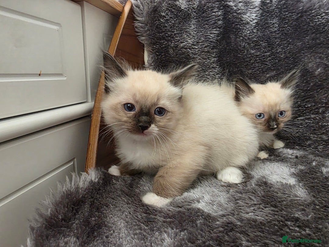 Ragdoll cats for sale: 2 male pure Ragdoll kittens ready now!  - Image 4