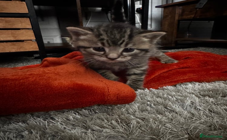 Maine Coon cats - Advert 6