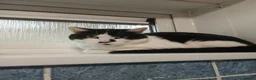 Mixed Breed cats for sale: Cats for adoption asap! - Advert 2