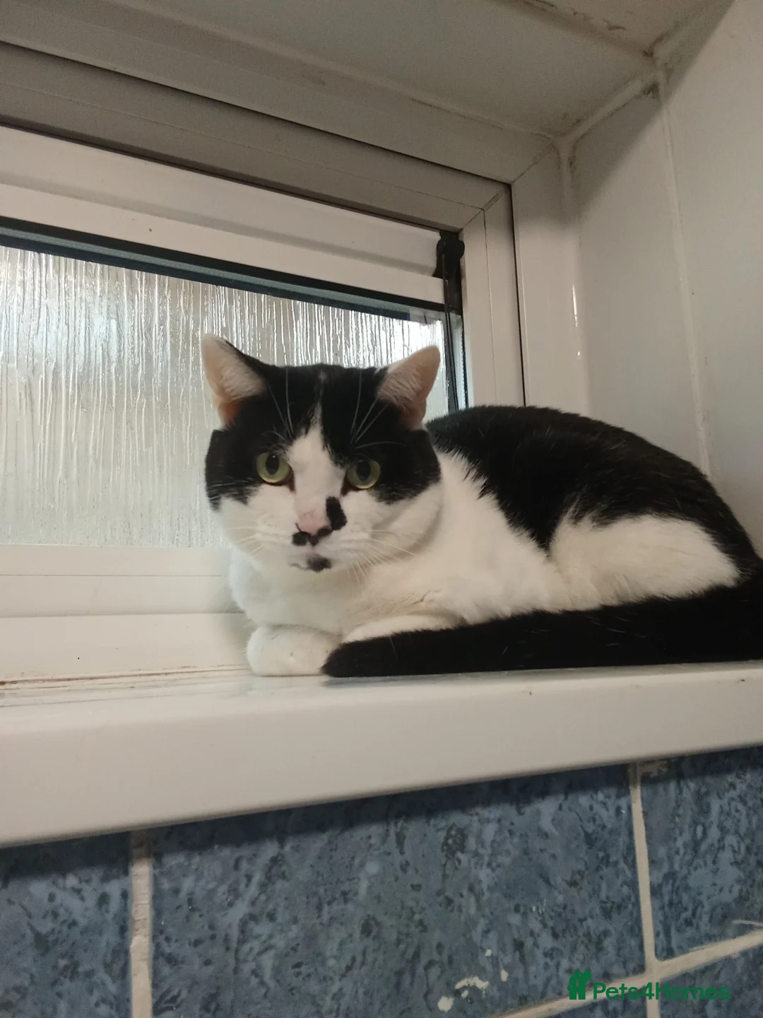 Mixed Breed cats for sale: Cats for adoption asap! - Advert 2