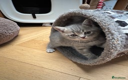 Brazilian Shorthair cats for sale: British Shorthair Kittens - Image 2