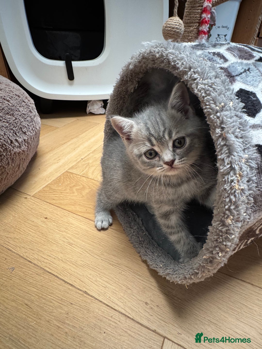 Brazilian Shorthair cats for sale: British Shorthair Kittens - Image 2