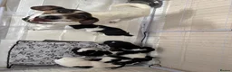 Jack Russell dogs for sale: 8 tradational Jack Russell puppys  - Advert 8