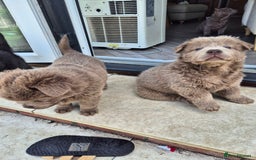 Mixed Breed dogs for sale: Chowxfrenchie Ready for new homes** - Image 18