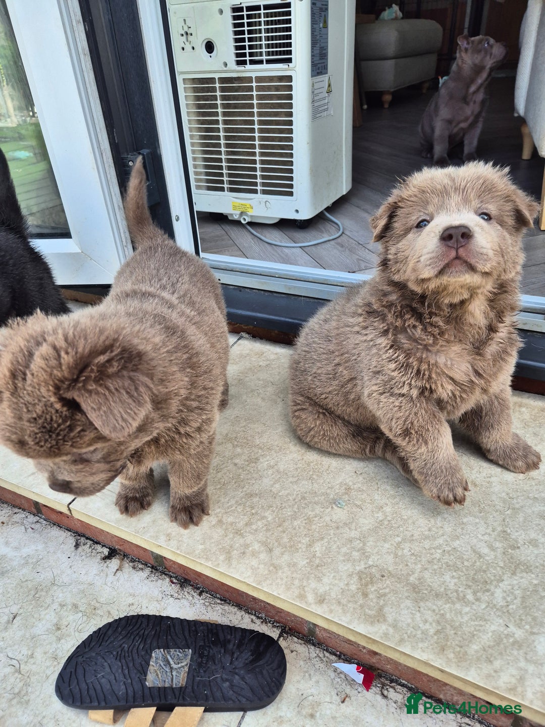 Mixed Breed dogs for sale: Chowxfrenchie Ready for new homes** - Image 18
