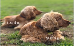 Cocker Spaniel dogs for stud: GOLDEN Show Cocker Stud KC EXCEPTIONAL TESTS- LUDO in Bradford-on-Avon - Image 4