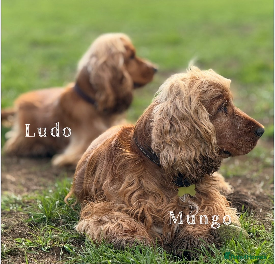 Cocker Spaniel dogs for stud: GOLDEN Show Cocker Stud KC EXCEPTIONAL TESTS- LUDO in Bradford-on-Avon - Image 4