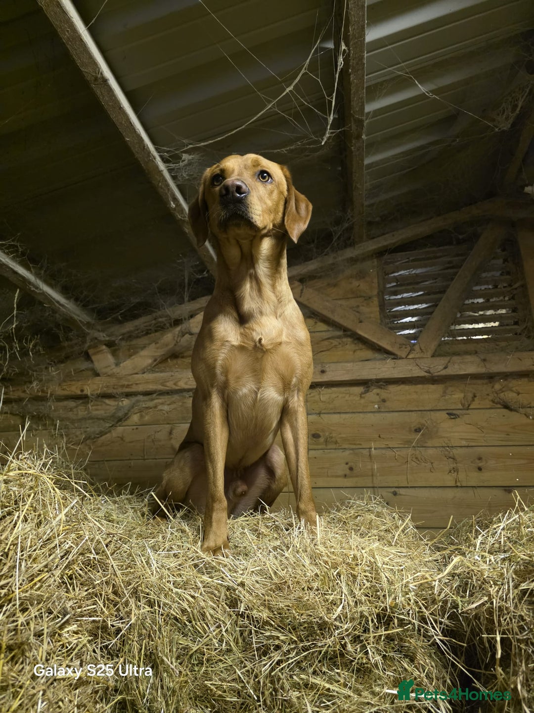 Springador dogs for sale: 4 Male Labrador available - Advert 4