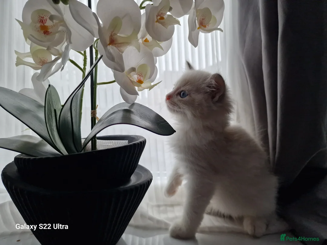 Ragdoll cats for sale: 💎 Elite Ragdoll Kittens  💎 - Advert 15