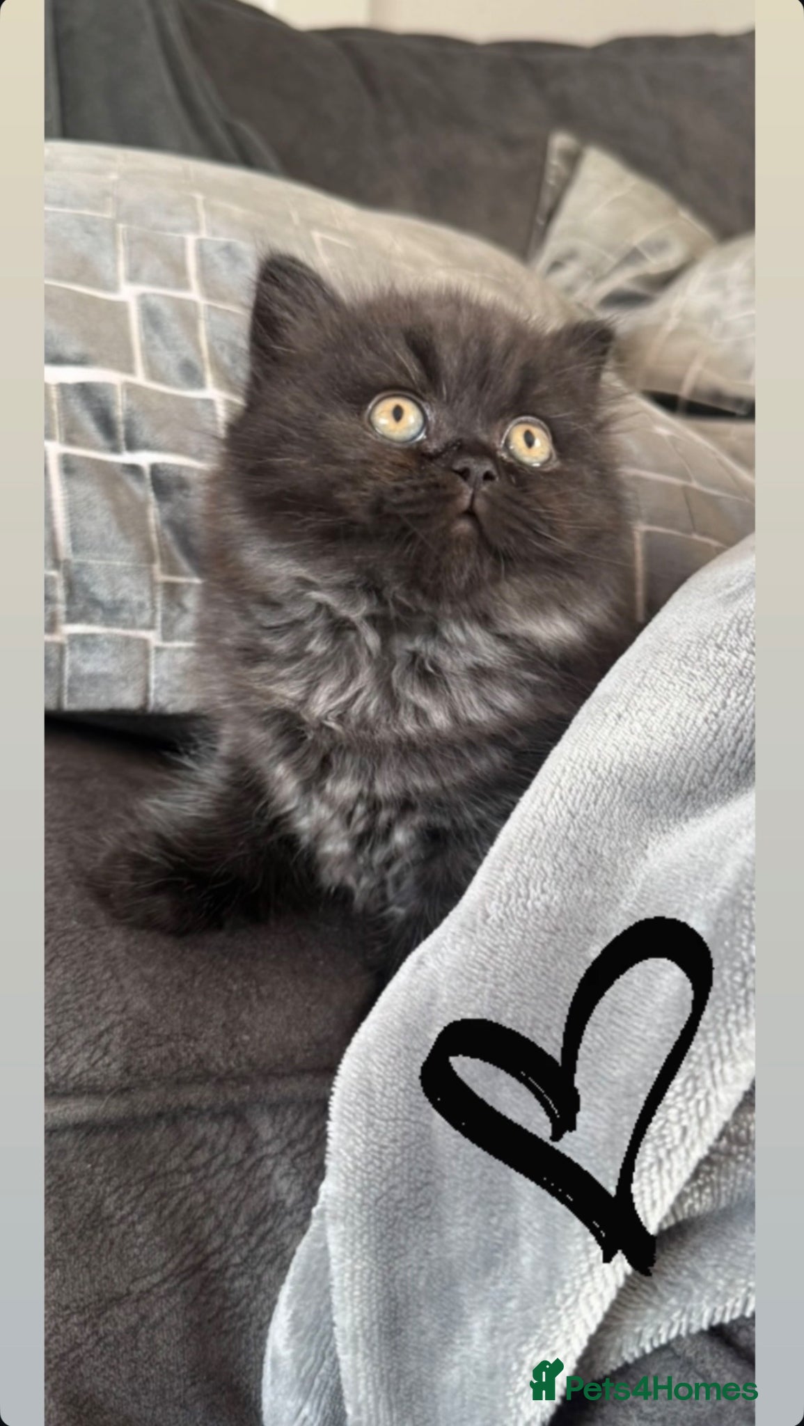 British Longhair cats 💕Stunning GCCF Registered female 💕 - Advert 4