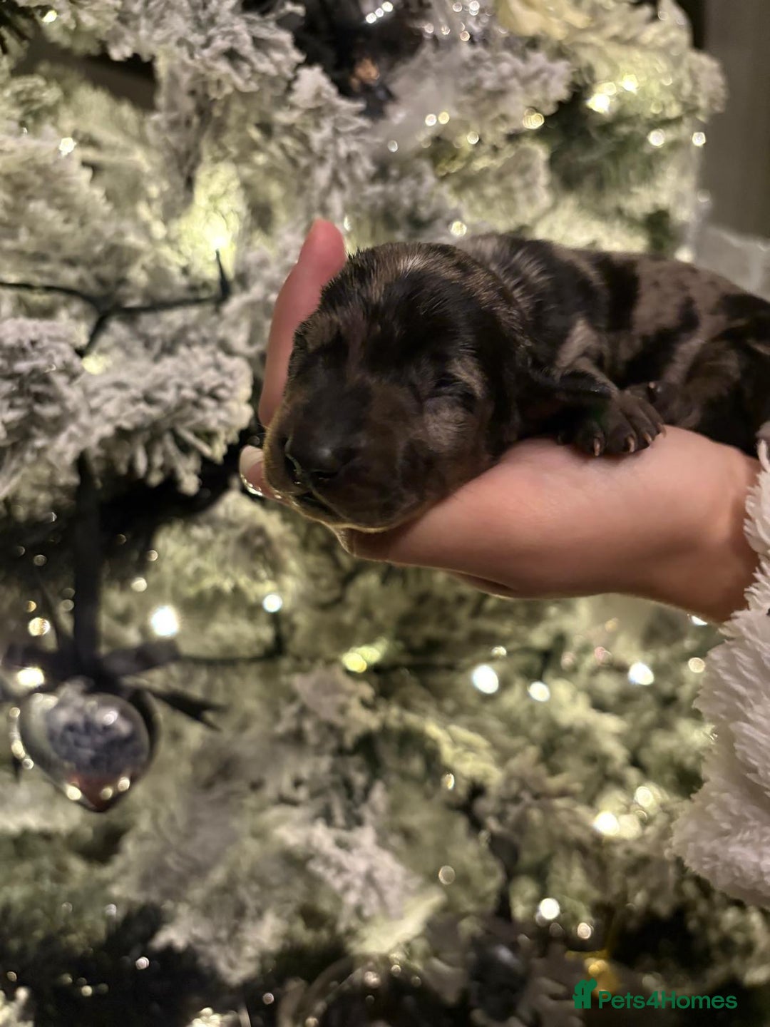 Miniature Dachshund dogs for sale: Miniature dapple daschund puppies for sale - Advert 13