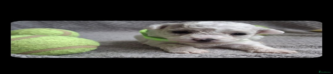 Bichon Frise Mr Green